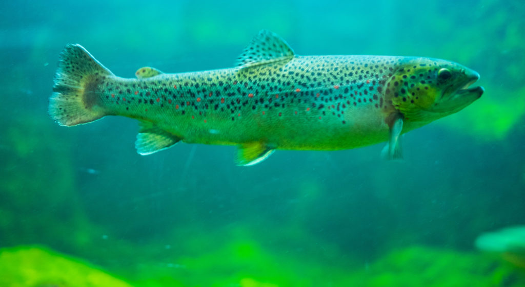 Salmon Fish Brioude Cantal Deep Heart of France
