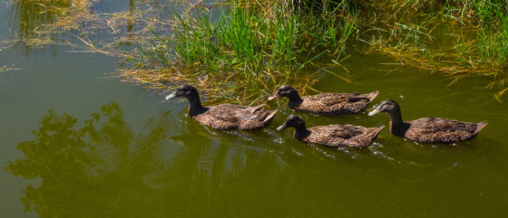 St-Julien-Aux-Bois Xaintrie Medieval Farm Correze France