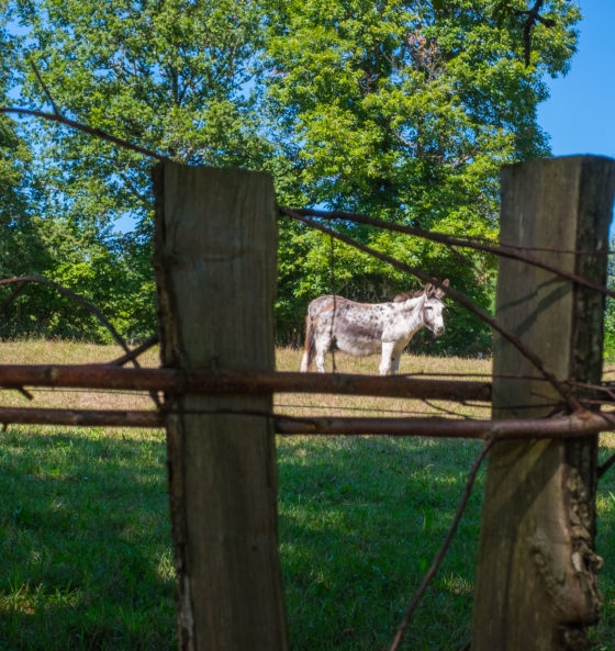 St-Julien-Aux-Bois Xaintrie Medieval Farm Correze France
