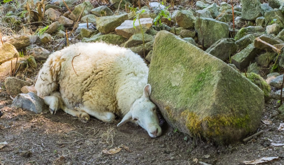 St-Julien-Aux-Bois Xaintrie Medieval Farm Correze France