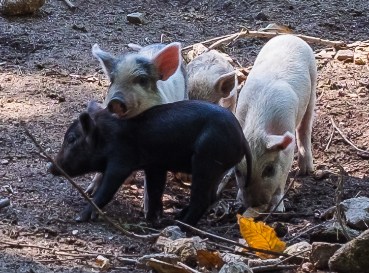 St-Julien-Aux-Bois Xaintrie Medieval Farm Correze France