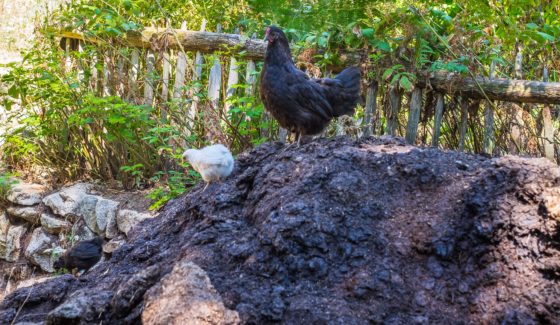 St-Julien-Aux-Bois Xaintrie Medieval Farm Correze France