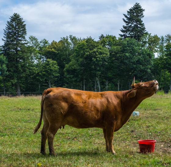 Chateau de Cordès Castle Auvergne Medieval Gardens France Europe