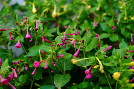 Carennac France Village Dordogne Enlightenment