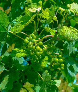 Malbec grapes growing in Cahors